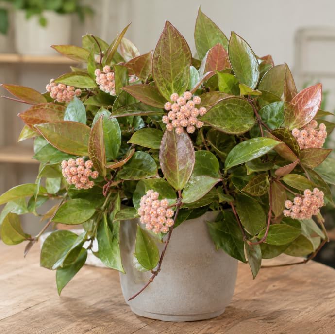 Set 2 Hoya Sunrise Plants Live for Planting, Rare Succulents Plants, Climbing Hoya Vines for Indoor, Outdoor 4 to 6 Inch Tall, No Pot - Image 3