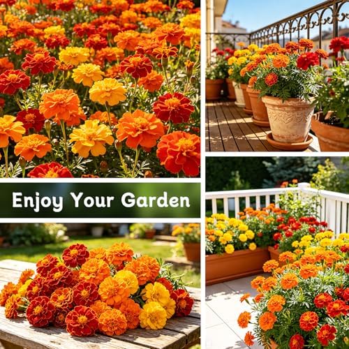 LUOJIBIE Marigold Seeds, 12,000+ Marigold Seeds for Planting Outdoor & Indoor, Flower Seeds Bulk for Gardening and Home, Non-GMO Heirloom, Easy to Grow - Image 5