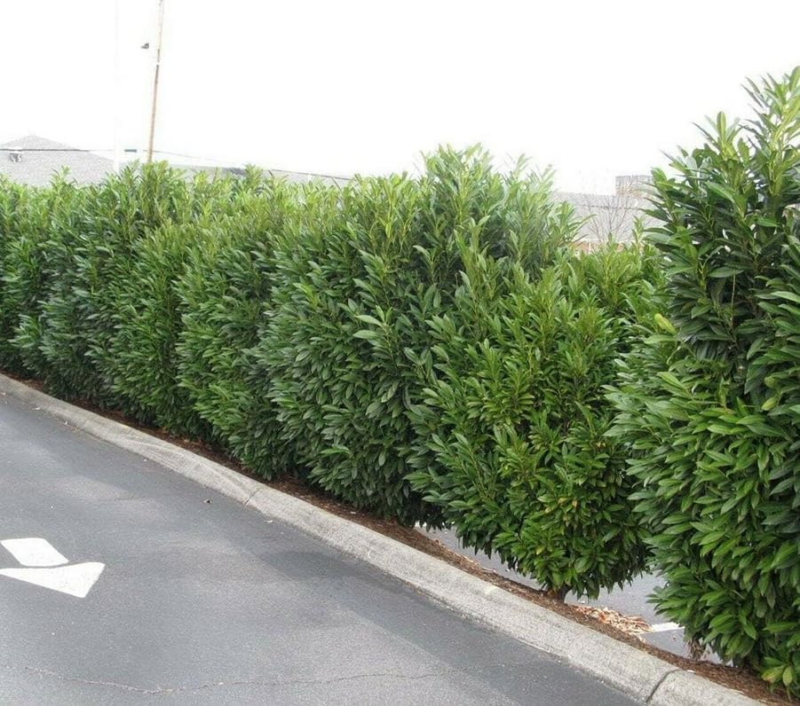 Schip/Skip Laurel Shrub - 6-12" Tall Live Plant - 2.5" Pot by Unknown