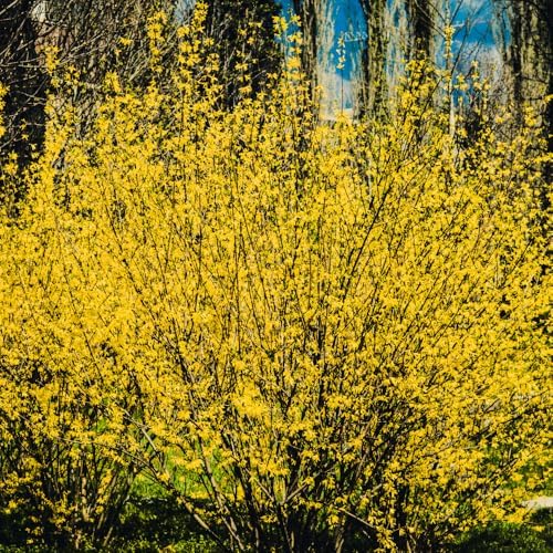 2 Forsythia Plant Live, 4 Inch Pot Lynwood Gold Forsythia Bush, Hardy, Low Maintenance, Bell Yellow Flowering Shrub, Ideal for Garden Décor & Outdoor Spaces - Image 2