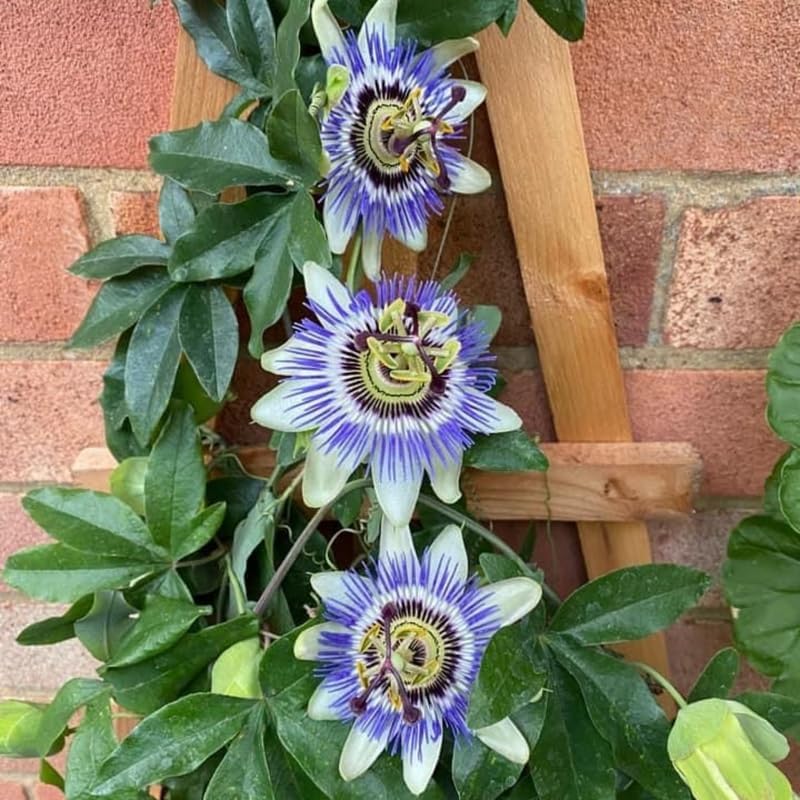 2 Blue Passiflora Plants, Colorful Passion Flower Vines, 4-7'' Tall - Image 3