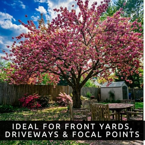Cherry Blossom Tree Seeds for Planting (40 Seeds) - Great for Bonsai, Heirloom Sakura Flower Tree Seeds for Indoor & Outdoor Planting, Non GMO Bonsai Seed Kit for Home Garden Growing - Image 2