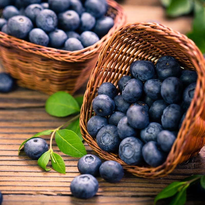 2 Sweet Blueberry Live Plants, Sweet Fruit Seedling, 5-12 Inch Tall - Image 3