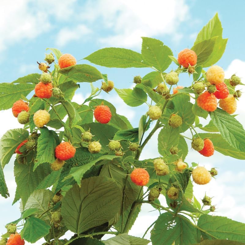 Double Gold Raspberry Live Plant Potted 1-2 Years Old, Berry Bush - Image 4