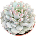 Sprout N Green Echeveria Monroe Excellent, 1 Live Succulent Plant Fully Rooted in 4" Pot, House Plant for Indoor Outdoor Home Office Wedding Decoration DIY Project Party Favor by SproutNGreen