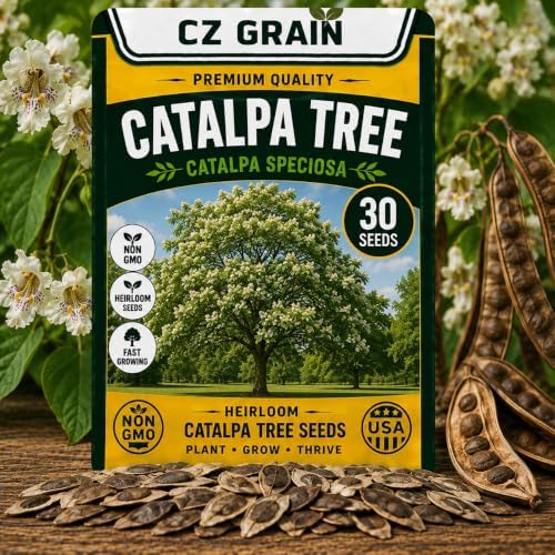 30 Catalpa Tree Seeds | Flowering Shade Tree Seeds for Planting by CZGrain