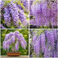 5Pcs Purple Wisteria Tree Seeds for Planting - Non-GMO Heirloom Bonsai Tree Seeds by Unknown