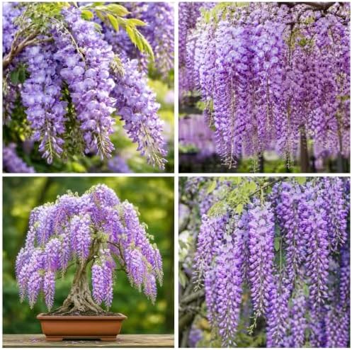 5Pcs Purple Wisteria Tree Seeds for Planting - Non-GMO Heirloom Bonsai Tree Seeds by Unknown