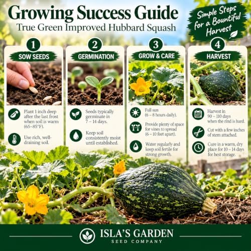 True Green Improved Hubbard Squash Seeds (Cucurbita Maxima) – 25 Heirloom Non-GMO Seeds by Isla’s Garden Seeds, Ideal for Planting, Excellent for Home Gardens, Perfect Gardening Gift - Image 4