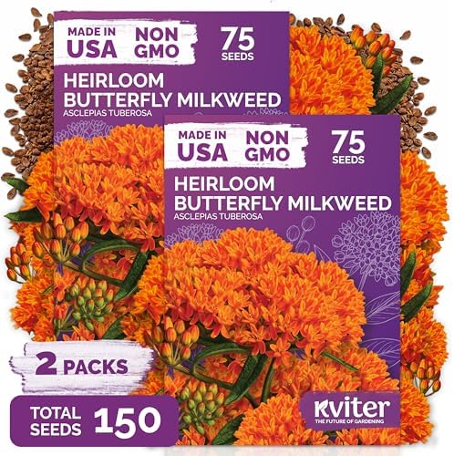 150 Orange Butterfly Milkweed Heirloom Flower Seeds, Asclepias Tuberosa by KVITER