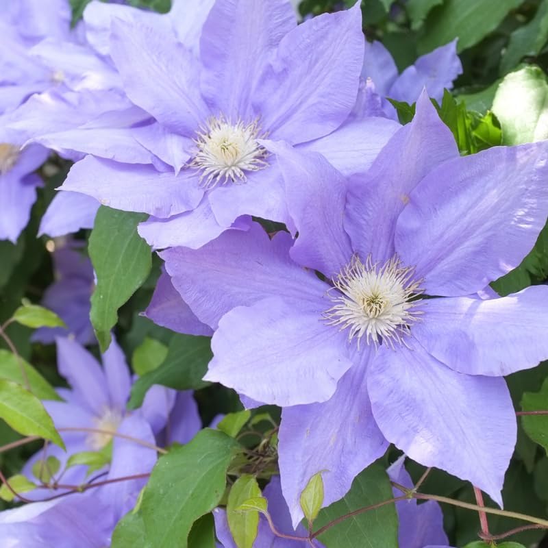 Light Blue Clematis Vine Plant, Clematis Vine Plants Live in 2.5 Inch Pot - Image 2
