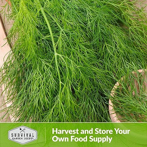 Compact Dill Seeds for Planting – Dwarf Herb Variety (2 Packs) - Image 5
