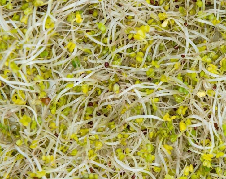 Food to Live Broccoli Seeds for Sprouting, 18 Pounds – Vegan, Kosher, Sirtfood, Bulk. Rich in Sulforaphane, Vitamin C, Vitamin A. Great for Growing Sprouts, Microgreens. High Germination Rate - Image 5