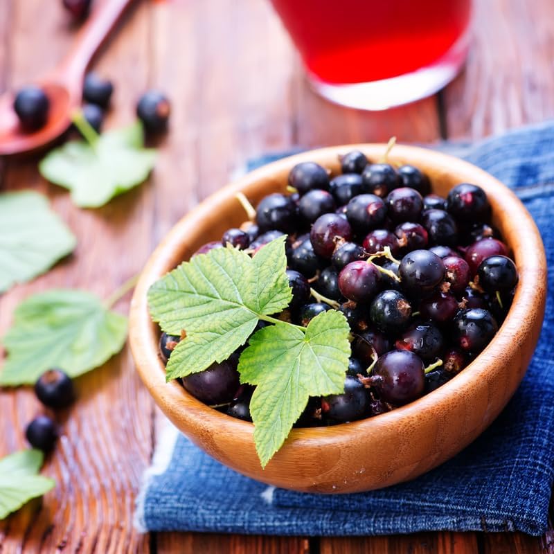 Black Currant Bush Live Plant, Hardy Fruiting Berry Bushes, 1 Year Old - Image 6