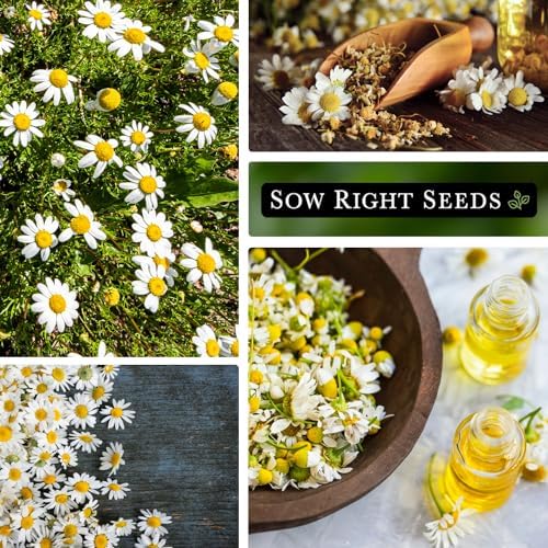 Sow Right Seeds - Roman Chamomile Seed for Planting Medicinal Herb Garden - Image 4