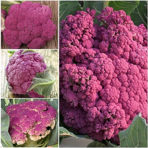 Seed Needs Purple Sicily Cauliflower Seeds to Plant Heirloom 1 Pack - Image 4
