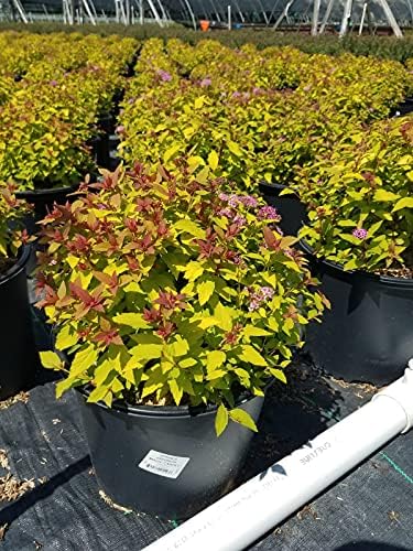 Spiraea jap. 'Magic Carpet' (Spirea) Shrub, #3 - Size Container - Image 6