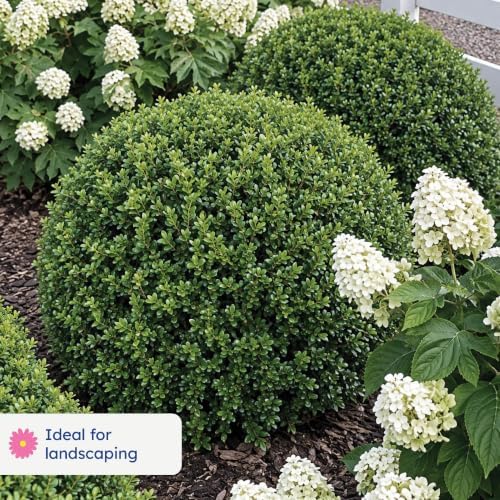 NewGen Independence Boxwood, Live Evergreen Shrub, 3 Gallon - Image 3