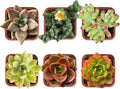 Live Succulent Plants Pet Friendly (Pack of 6) Assorted Potted Succulents Plants Live House Plants in Cacti and Succulent Soil Mix, Cactus Plants Live Indoor Plants Live Houseplants in Planter Pots by Unknown