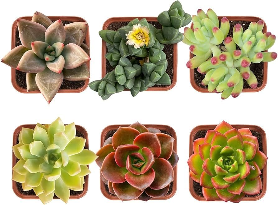 Live Succulent Plants Pet Friendly (Pack of 6) Assorted Potted Succulents Plants Live House Plants in Cacti and Succulent Soil Mix, Cactus Plants Live Indoor Plants Live Houseplants in Planter Pots by Unknown