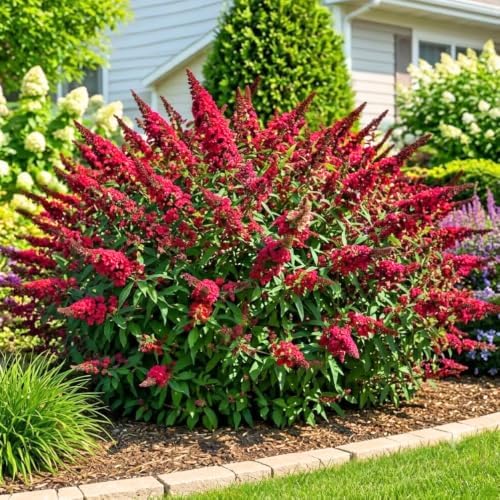 Red Pink Butterfly Bush Live Plant in 1 Gal Pot, Flowering Buddleia Shrub - Image 6