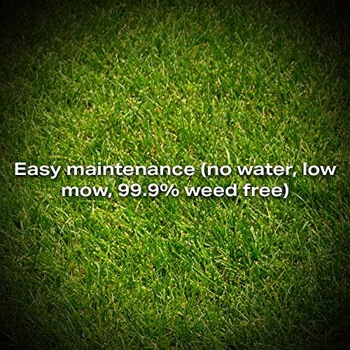 Eco Seed (Low Grow Fescue) Lawn Grass Seed Mix, 5 lb - Image 2