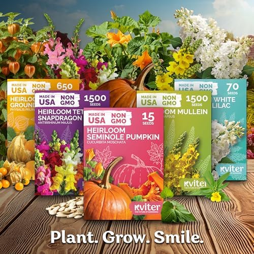 KVITER 600 Vates Blue Scotch Curly Kale Seeds (Brassica oleracea) – Curled Green Kale Seed Packets Heirloom Seed Outdoor & Indoor Home Garden – Cold Hardy Dwarf Vegetable Seeds for Planting - Image 7