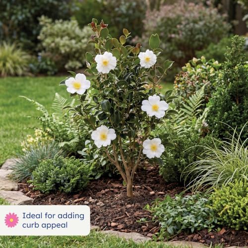 Setsugekka Camellia, Live Evergreen Flowering Shrub, 3 Gallon - Image 3
