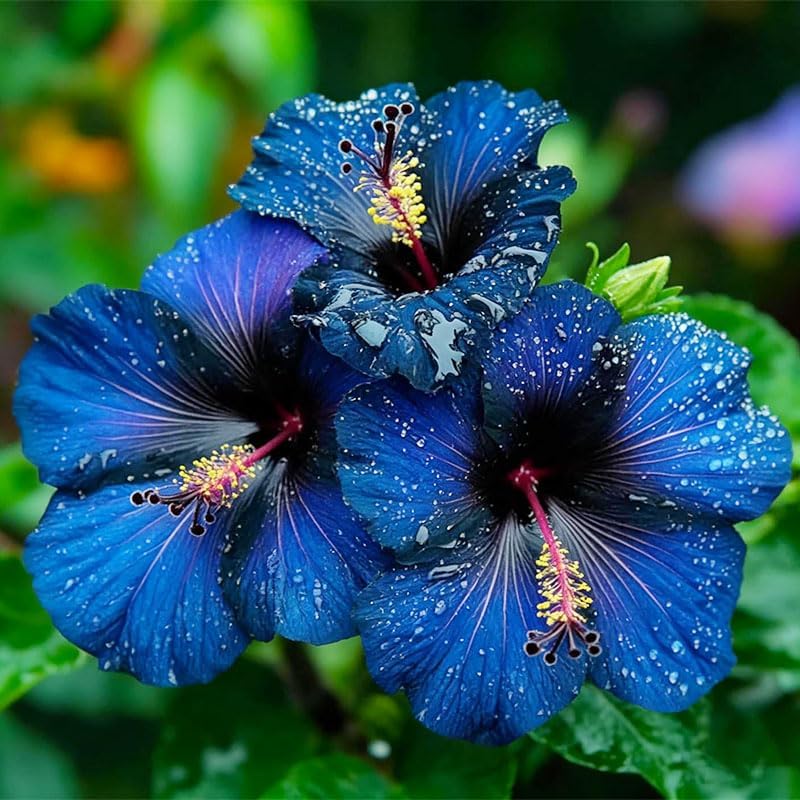 25Pcs Exotic Hibiscus Seeds for Planting - Attracts Butterflies & Hummingbirds, Heat-Loving Perennial Shrub - Image 5