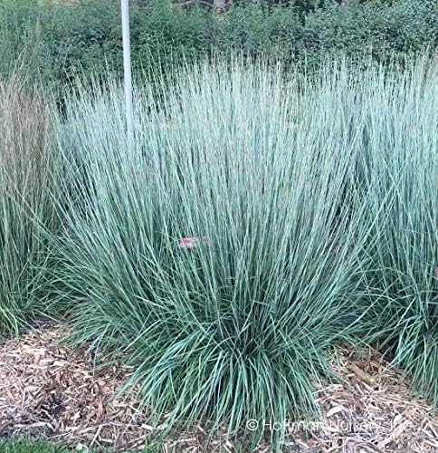 500 Little Bluestem Grass Seeds for Planting 1+ Grams of Seeds Beard Grass Seeds Ornamental Native Grass xeriscape Landscaping - Image 2