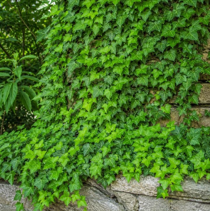 Pack of 2 Plants in a Pot English Ivy Plants Live, Green Vine Plants 3 to 5 Inch Tall, Trailing Foliage Plants for Indoor and Outdoor Garden, No in CA - Image 2