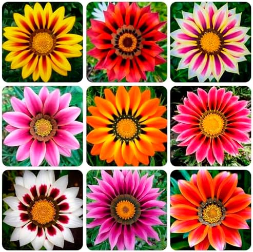 100+ Gazania Seeds Ground Cover for Planting Outdoor-Gazania Splendens Seeds Heat & Drought Tolerant Garden Flower by GardenGlorySeed