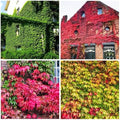 100+ Seed Ivy Vine Liana Green Seeds for Planting Outdoors Vines Climbing Ground Creeping Plants Bonsai Home by GardenGlorySeed