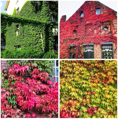 100+ Seed Ivy Vine Liana Green Seeds for Planting Outdoors Vines Climbing Ground Creeping Plants Bonsai Home by GardenGlorySeed
