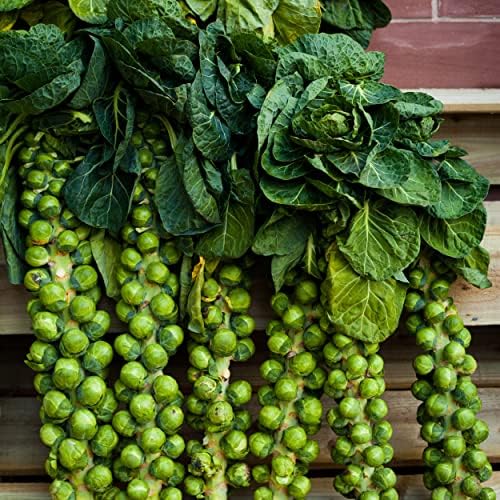 The Old Farmer's Almanac Heirloom Brussels Sprouts Seeds (Long Island Improved) - Approx 700 Seeds - Non-GMO, Open Pollinated, USA Origin - Image 4