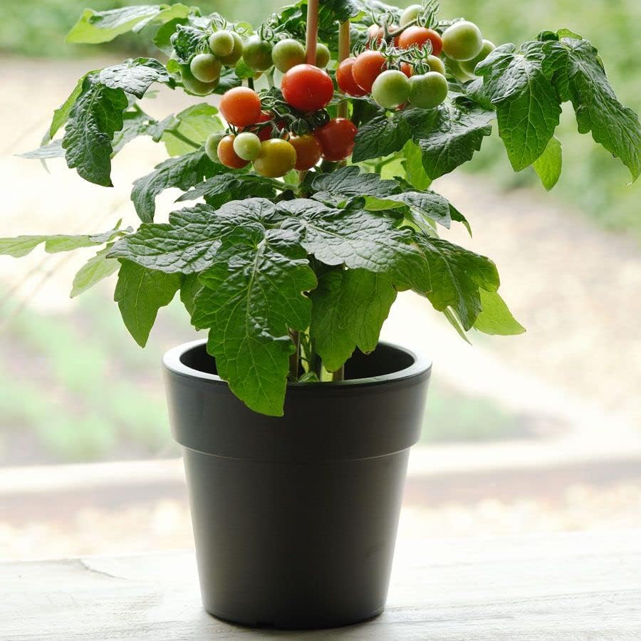 Park Seed Cherry Tomato Seeds, Planting Vegetables, Easy to Grow, Non-GMO, Variety of Colors and Sizes, Spring Garden, Kitchen Minis Siam, Pack of 10 - Image 2