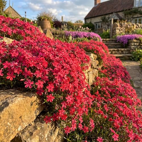 2 Red Creeping Phlox Live Plants, Perennial Flower Plant, 4-7 Inch Tall - Image 7