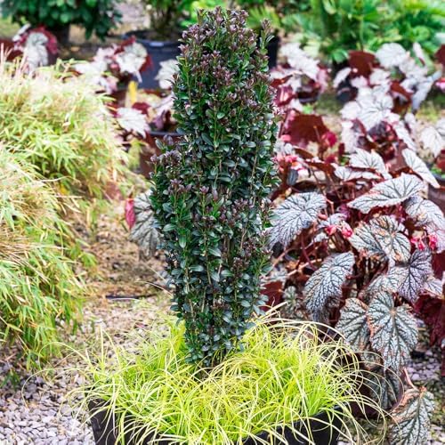 Southern Living 1 Gal. Holly Red Sky Shrub - Image 3