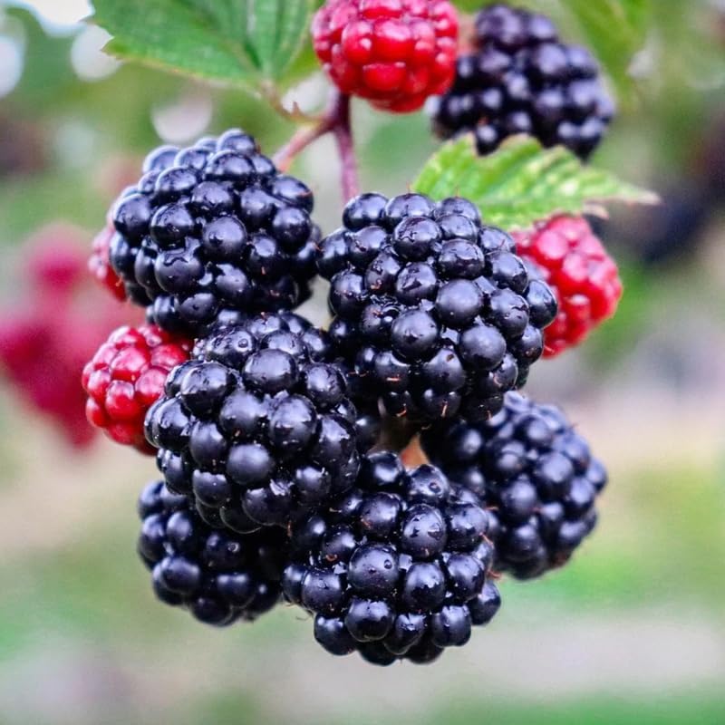 2 Sweet BlackBerry Plants Live for Planting, High Yielding, Sweet Juicy Berries for Your Garden, 4-6" in Tall, Cold Hardy, Dormant in Winter, No Pot - Image 6