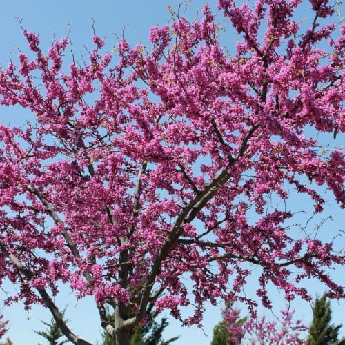 Eastern Redbud Tree for Planting in Quart Pot, 6-10 Inch Tall, Sturdy Cold Hardy Ornamental Plant with Pink Spring Blooms, Low Maintenance Landscape Tree with Heart-Shaped Foliage - Image 6
