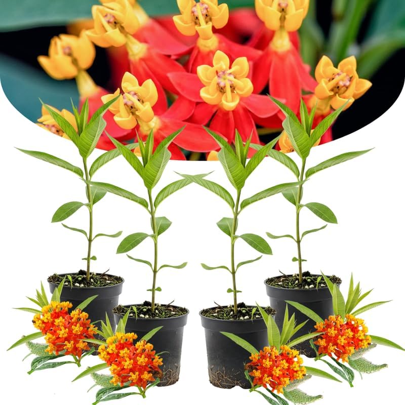 4 Tropical Red Milkweed Asclepias Live Plants, Flower Plant, 4-9 Inch Tall - Image 7