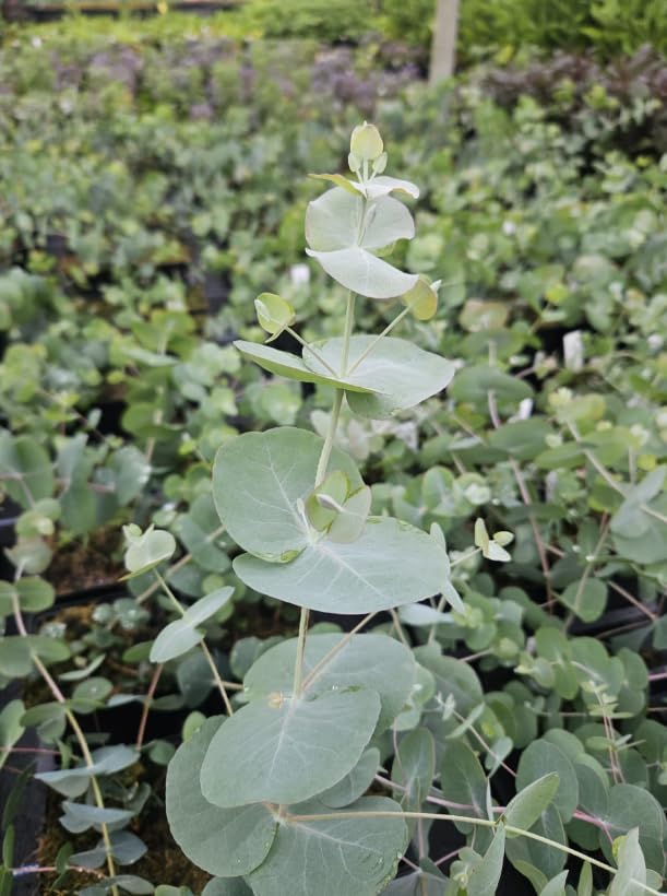 Silver Dollar Eucalyptus Plant Ornamental Eucalyptus Tree, Fragrant Leaves,Silver Dollar Trees 4-6" Tall 4" Pot - Image 7