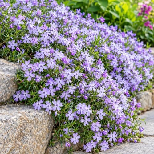 Emerald Blue Creeping Phlox Ground Cover - Live Plant - 4" Pot - Image 6