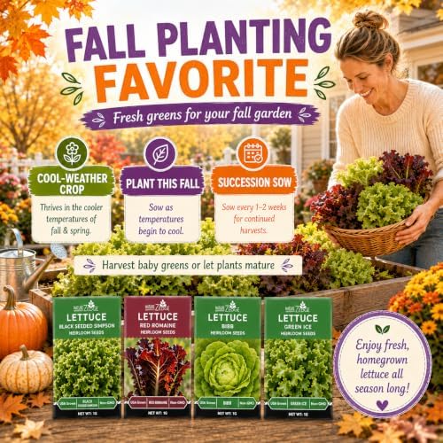 NatureZ Edge Lettuce Seeds for Planting, 4 Popular Varieties Non-GMO Heirloom Seeds, Red Romaine, Bibb Butter, Black Seeded Simpson, Green Ice Lettuce, Romaine, Salad Lettuce, Hydroponic Garden, USA - Image 2