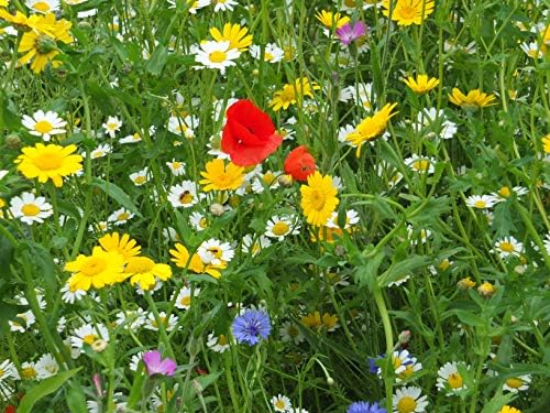 Dry Land Mix - Wildflower Seeds by Hometown+Seeds