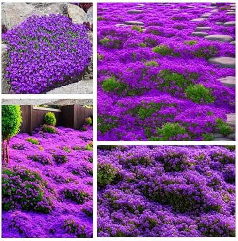 18000+ Magic Creeping Thyme Seeds for Planting - Ground Cover Plants Heirloom, Perennial Thyme Non-GMO Thymus Serpyllum Seed - Image 2