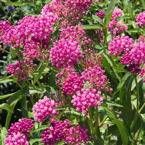 Set of 2 Pink Milkweed Live Plant 4-6" Tall, Dormant in Winter - Image 4