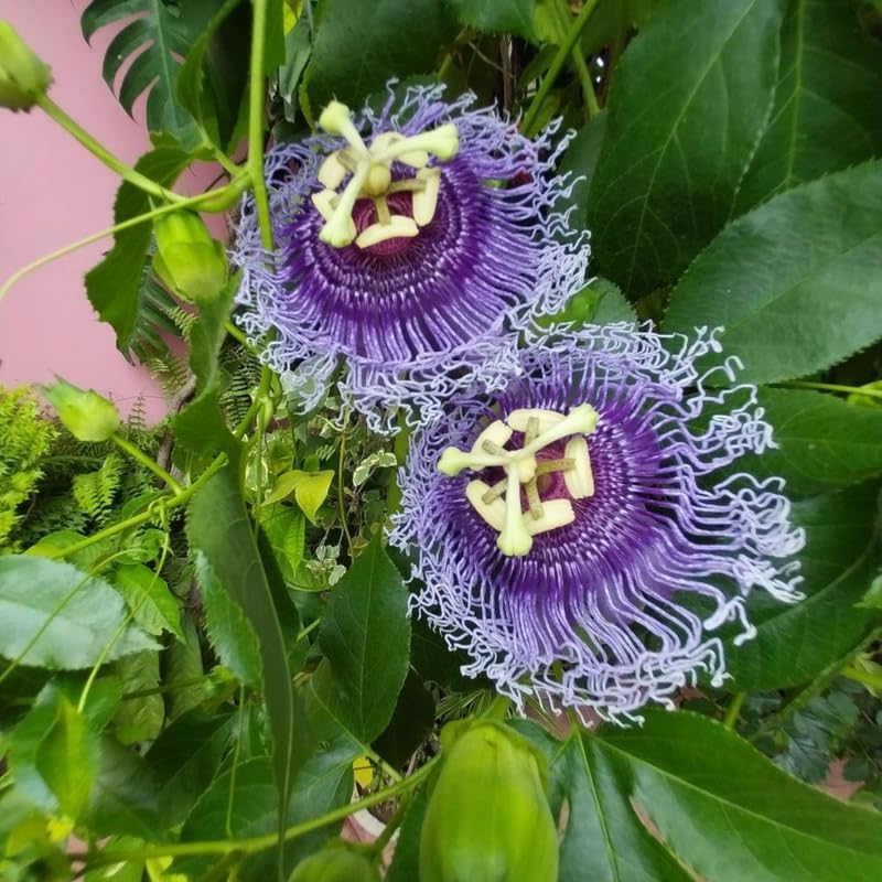 2 Maypop Passiflora Plants, Colorful Passion Flower Vines, 4-7'' Tall - Image 3