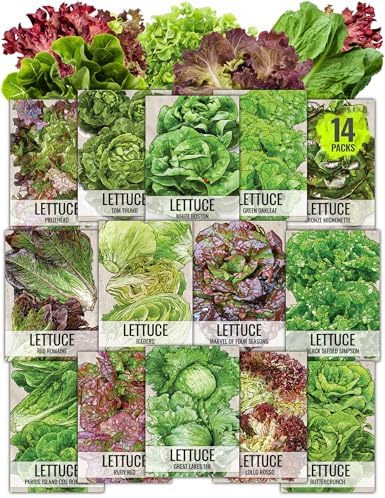 Seed Needs Lettuce Seeds Variety Pack of 14 Non-GMO Heirloom Vegetables by SeedNeeds