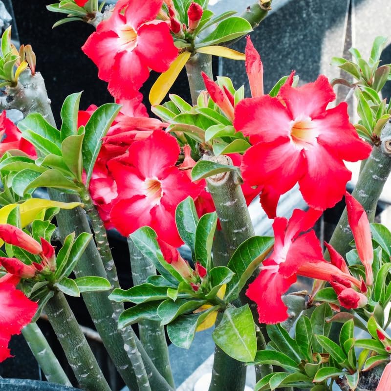 Desert Rose Plant, 4 Inch Potted Adenium Obesum, Low Maintenance Indoor Bonsai Succulent with Striking Red Blooms for Home & Patio Décor - Image 6